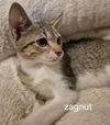 Zagnut