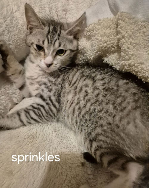 Sprinkles