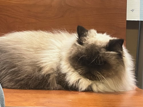 Sophia