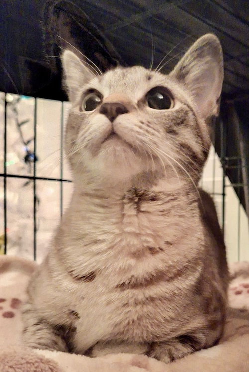 Misty the Sweet Brown Tabby