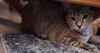 Misty the Sweet Brown Tabby