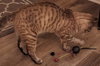 Misty the Sweet Brown Tabby
