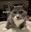 Aspen