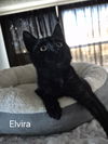 Elvira