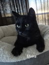 Elvira