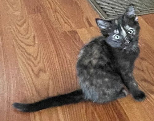 Tasha