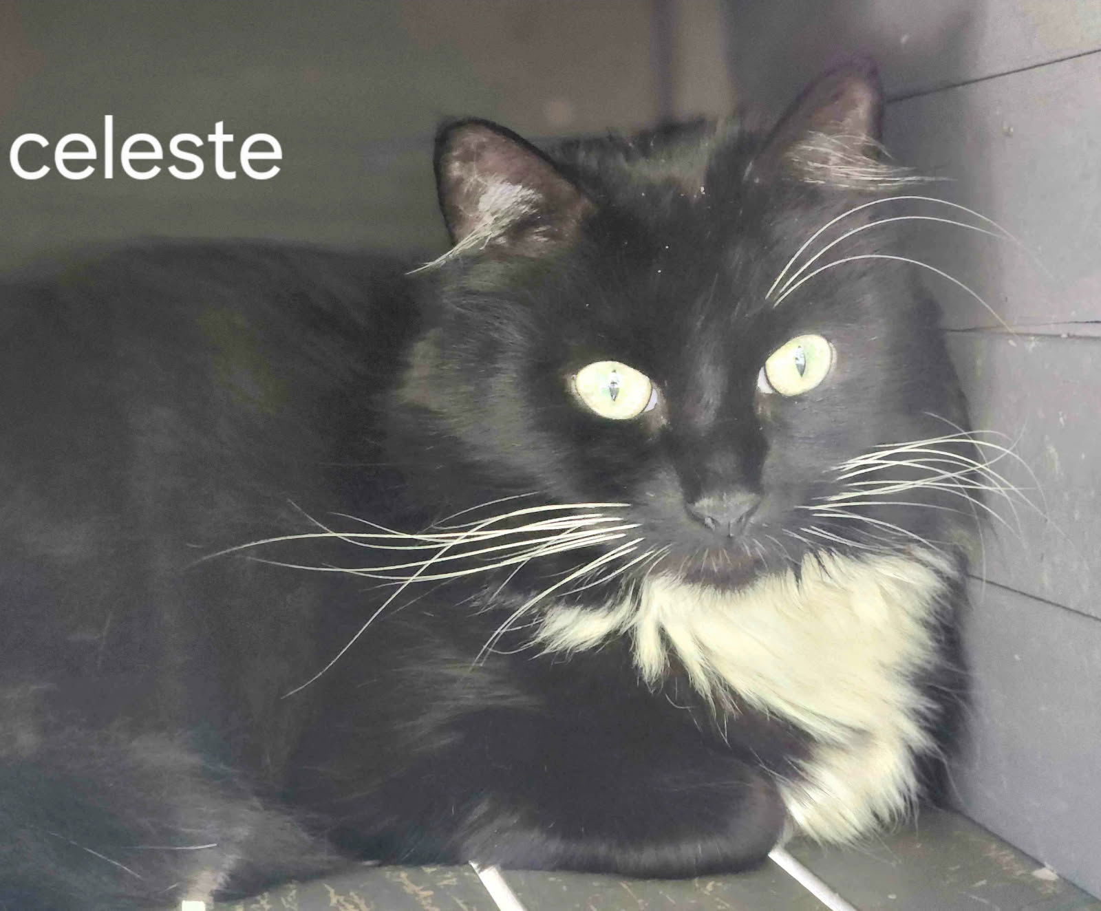 adoptable Cat in Orlando, FL named Celeste the Long Haired Beauty