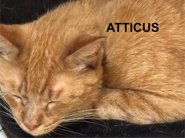 Atticus