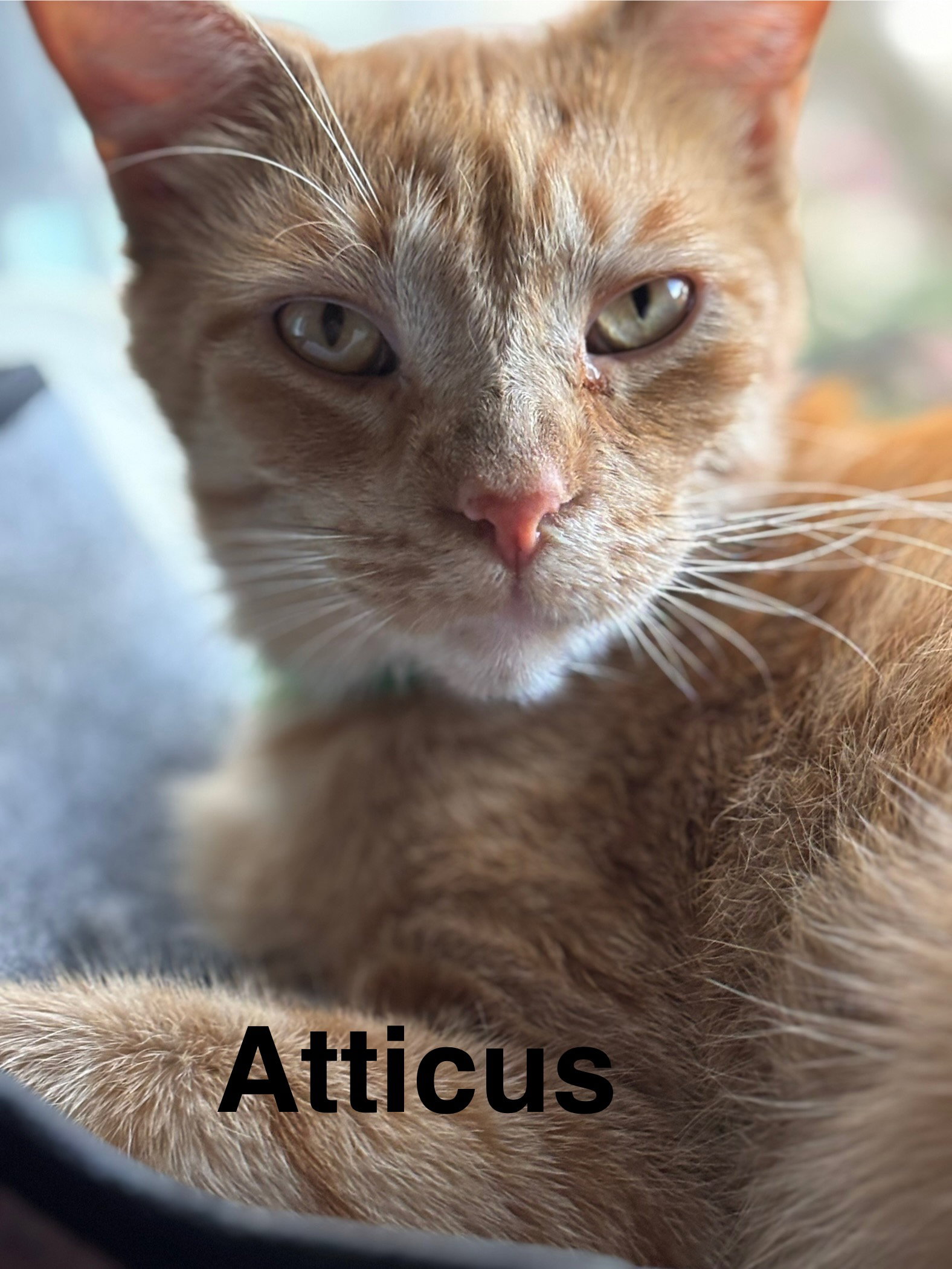 Atticus