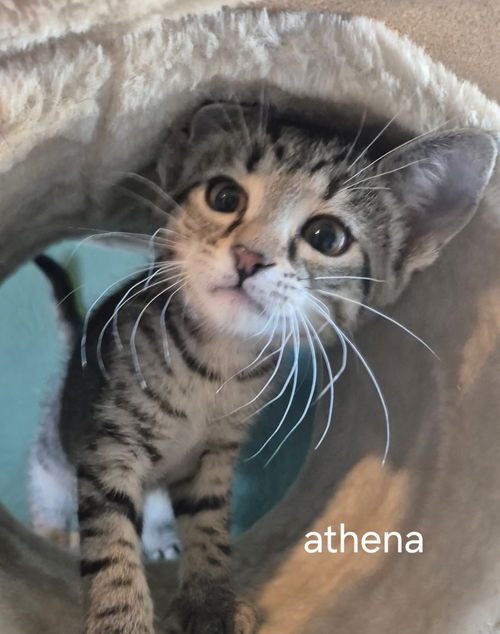 Athena