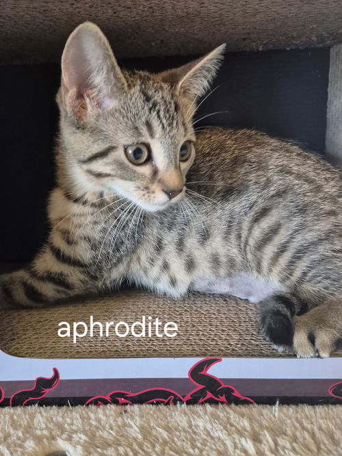 Aphrodite