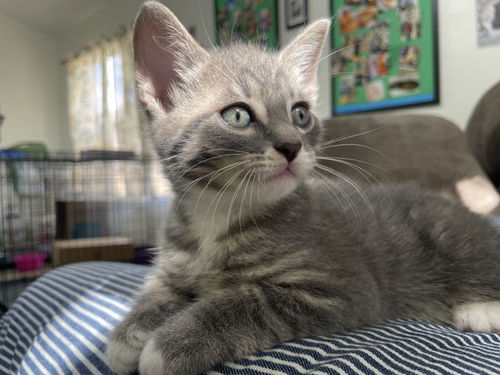 Remy
