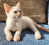 Finlay