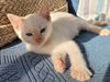 Finlay