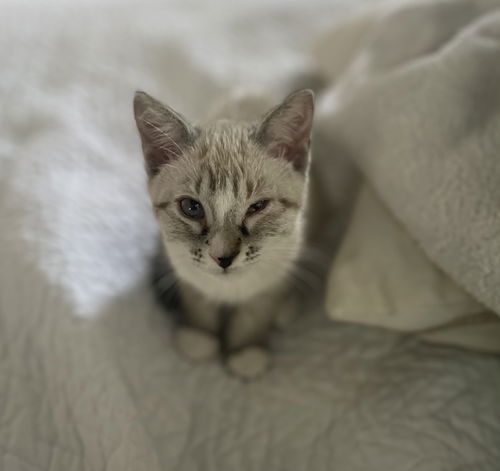 Lily