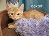 Dexter