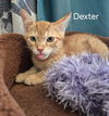 Dexter