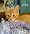 Drake