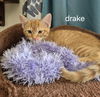 Drake
