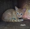 Dash