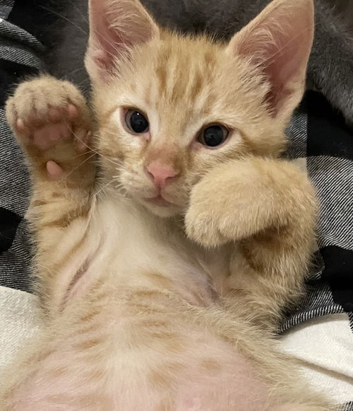 Taz