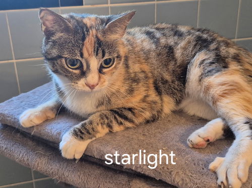Starlight