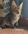 Chestnut