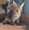 Chestnut