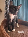 Bandit