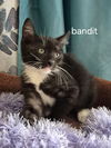Bandit