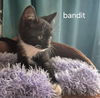 Bandit