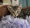 Balbina