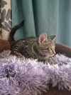 Balbina