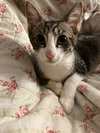Prince Naveen (FELV+)