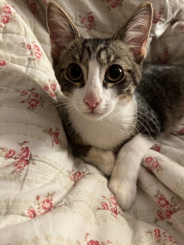 Prince Naveen (FELV+)