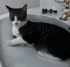 Prince Naveen (FELV+)