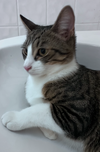 Prince Naveen (FELV+)