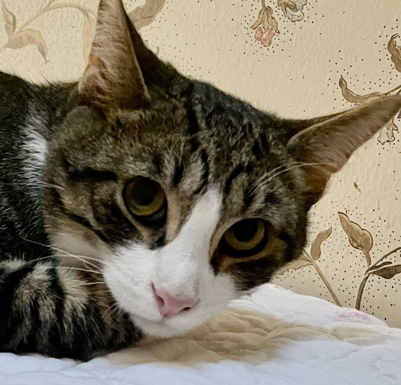 Prince Naveen (FELV+)