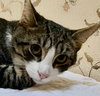 Prince Naveen (FELV+)