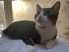Prince Naveen (FELV+)