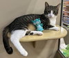 Prince Naveen (FELV+)