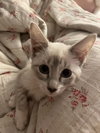 Evangeline (FELV+)