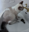 Evangeline (FELV+)