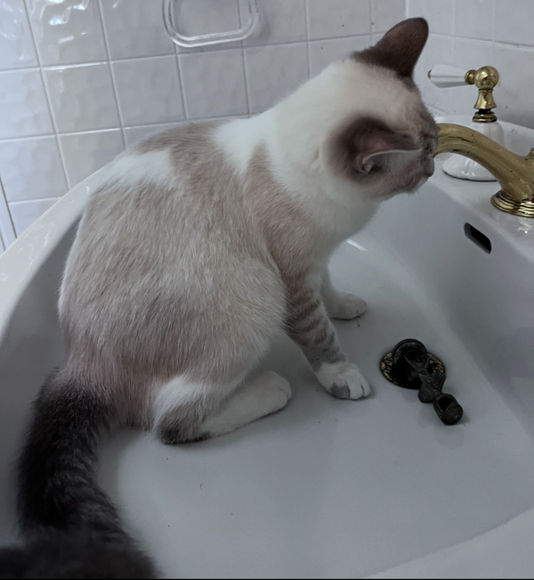 Evangeline (FELV+)