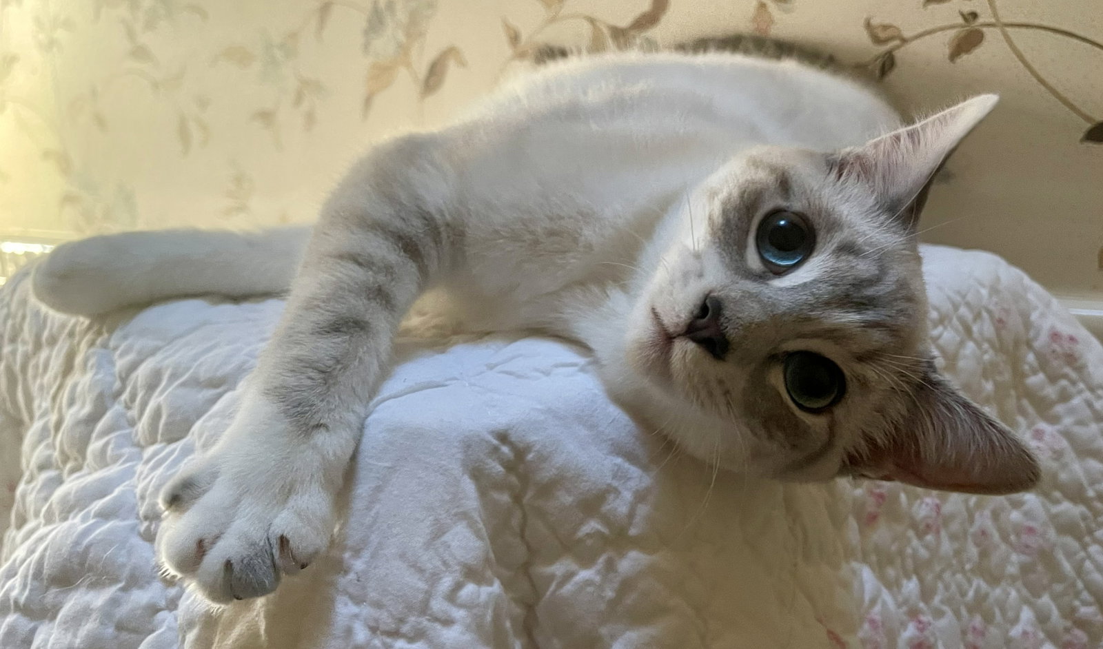 Evangeline (FELV+)