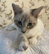Evangeline (FELV+)