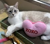 Evangeline (FELV+)