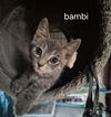Bambi