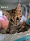 Bacio