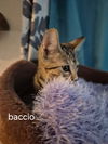 Bacio